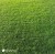 lawn2.jpg