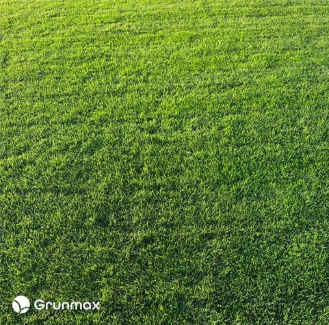 lawn2.jpg